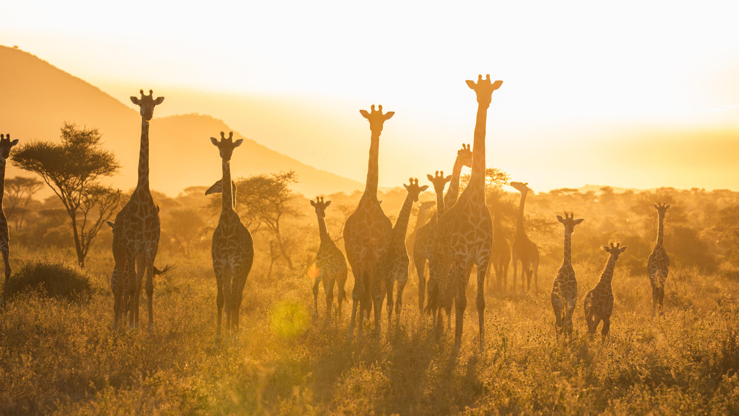 Serengeti National Park Tanzania – Great Migration wildebeest river crossing