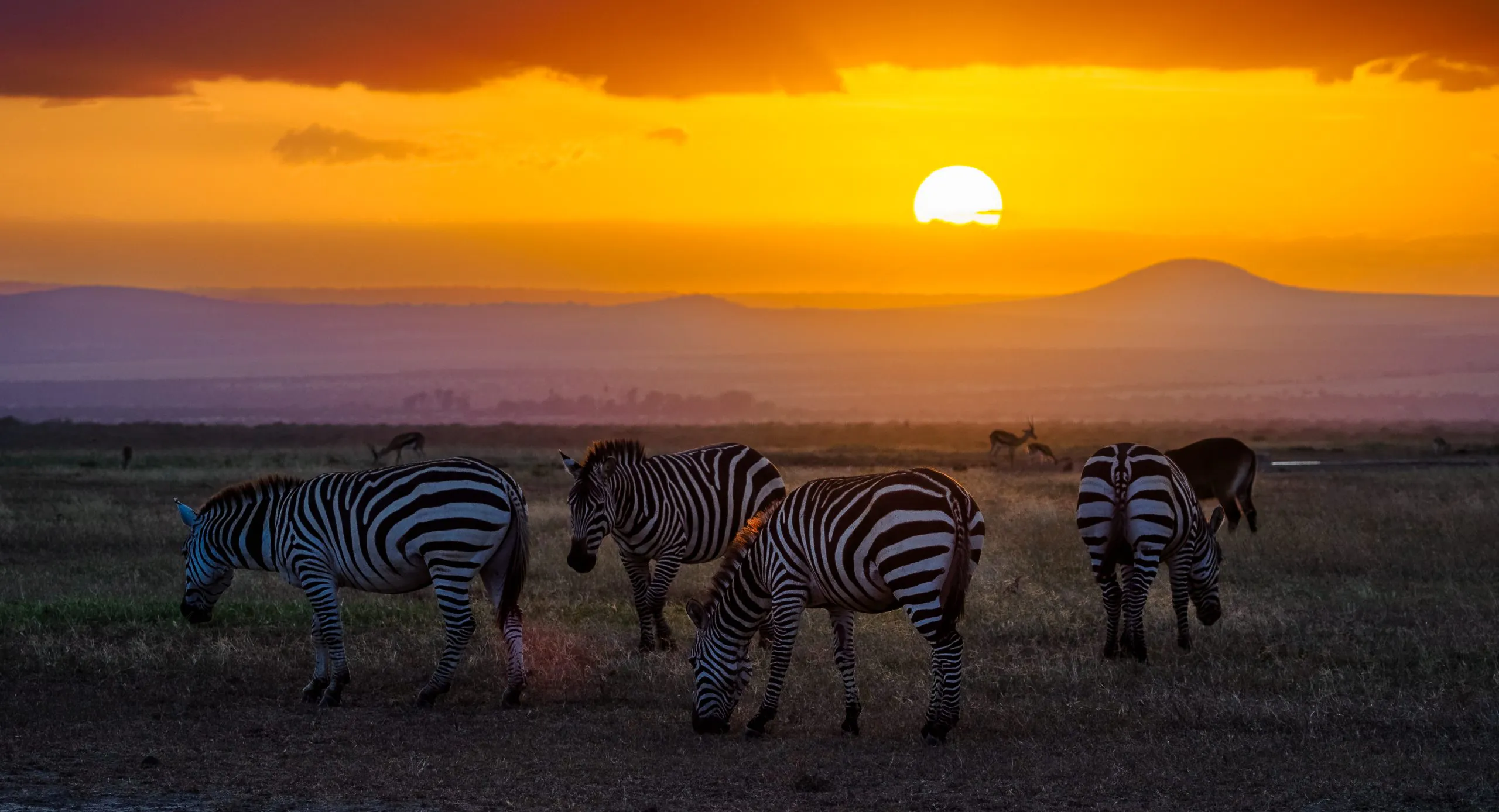 Comical Expedition Safaris founders and guides in East Africa wilderness