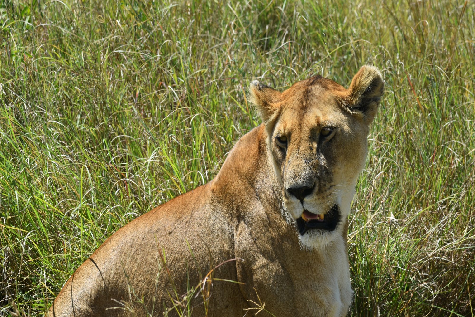 tanzania_safaris