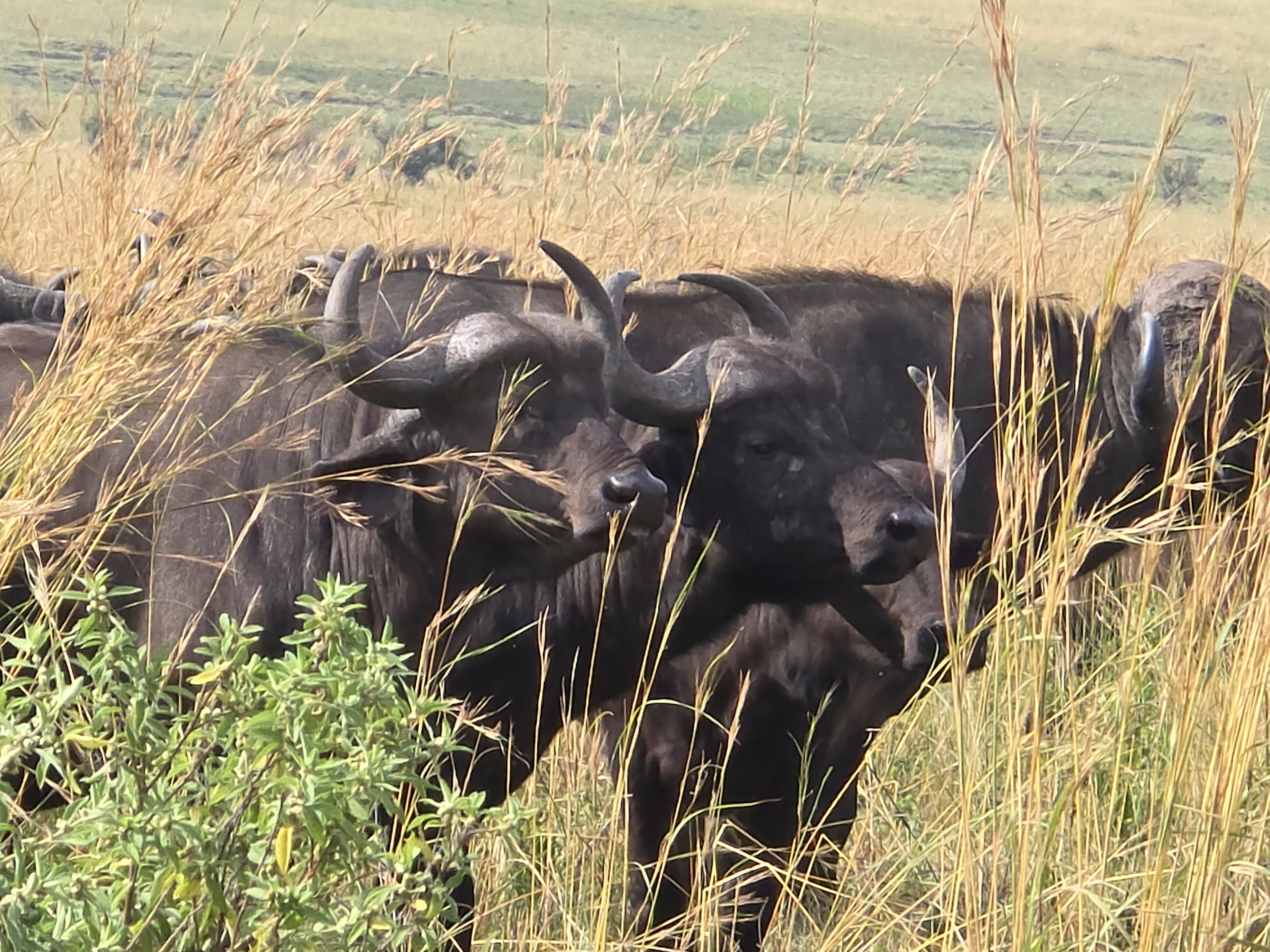 08 Days Kenya - Tanzania Safari