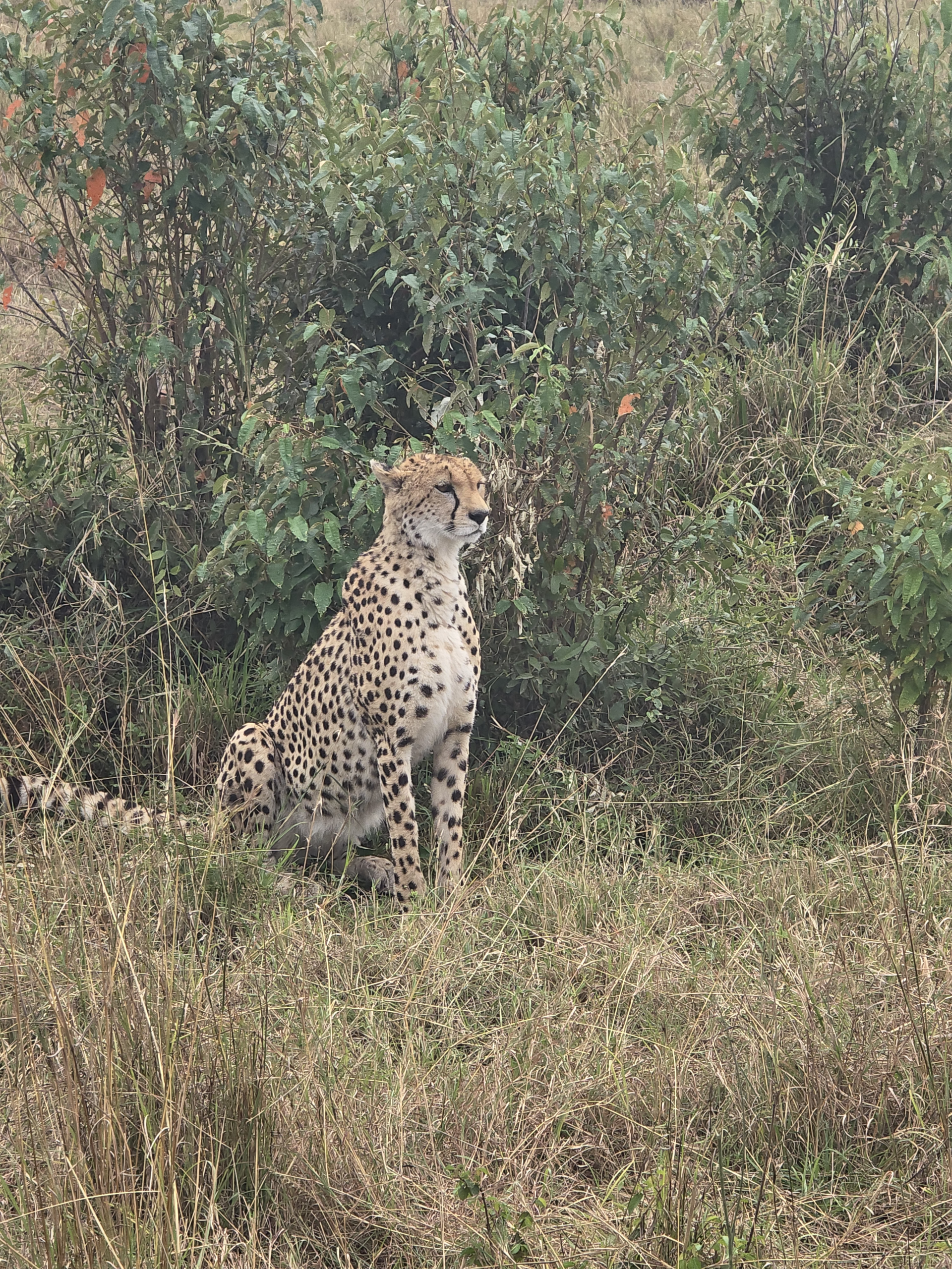 4 Days Tanzania Safari