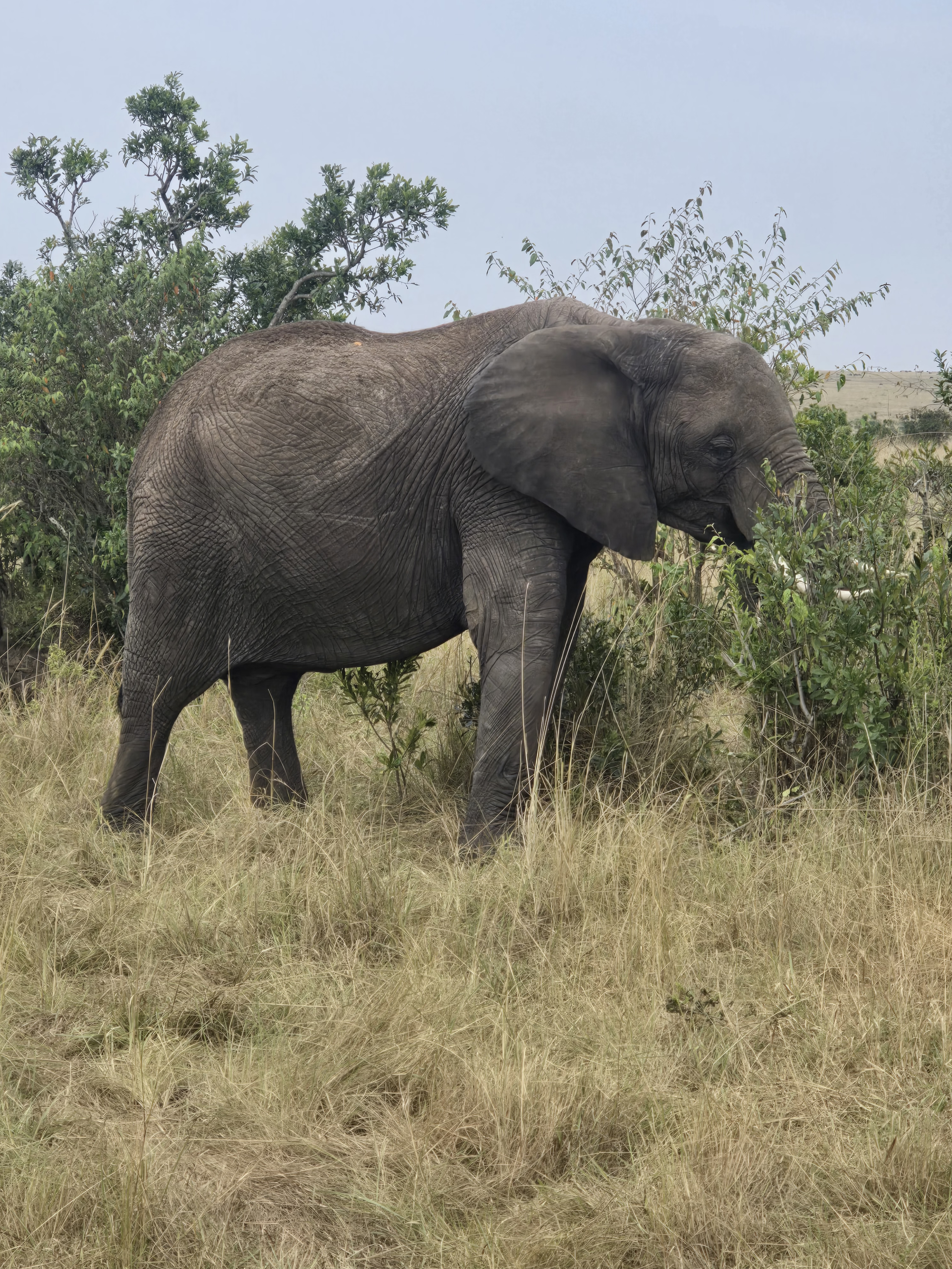 03 DAYS AMBOSELI SAFARI
