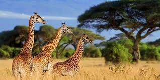 04 Days Mid Range Safari