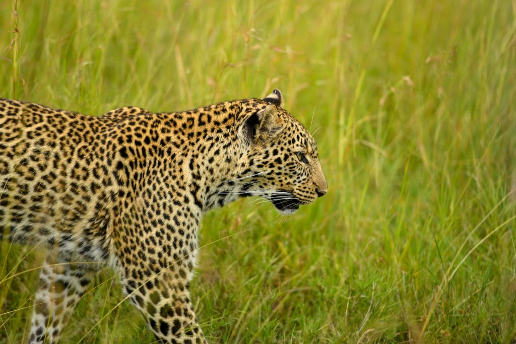 Masai Mara safari Kenya – lion pride at golden sunset Big Five game drive