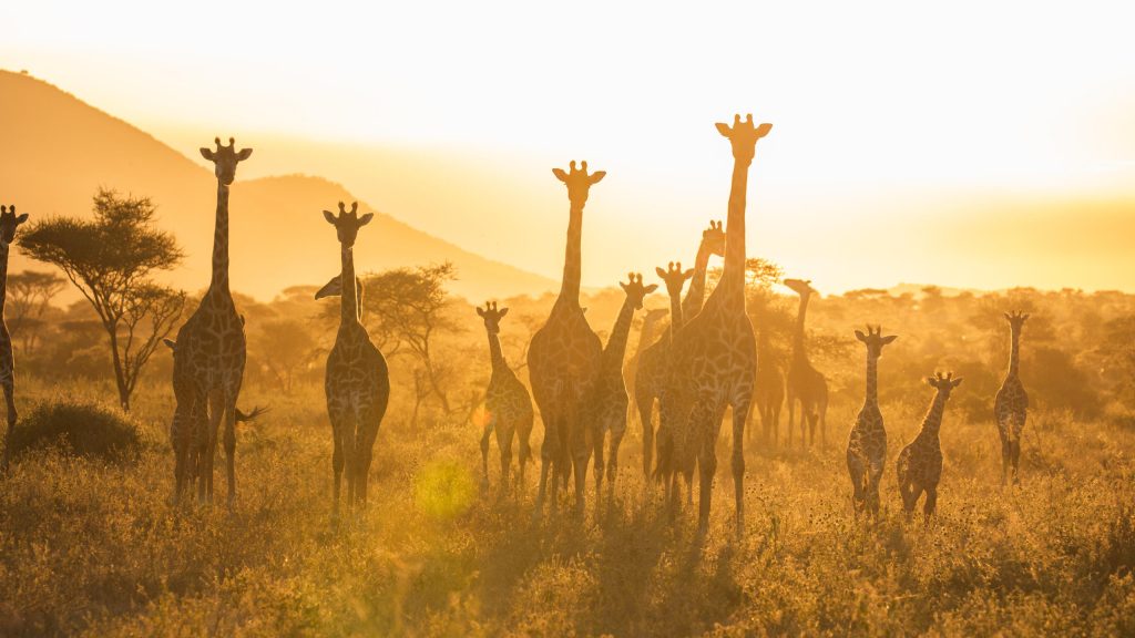 Great Migration safari Tanzania – wildebeest Mara River crossing Serengeti